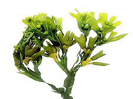 kelp